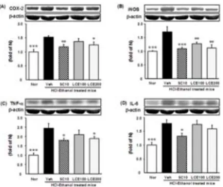 Fig  5.  Expression  of  inflammtion-related  proteins  in  stomach.