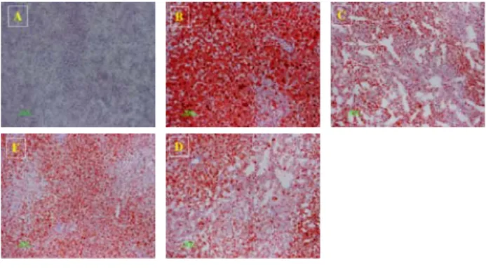 Fig.  10.  Liver  (Oil  red  O  staining)  histology