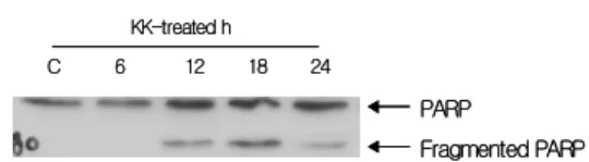 Fig. 5. KK regulates the expression of Bax in Hela cells.