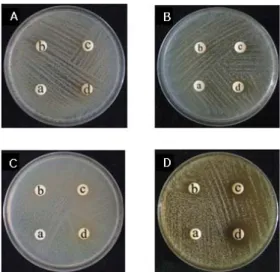Fig.  5.  Antimicrobial  activity  of  ethanol  extracts  from  mixed  medicinal  herb  on  several  microorganisms