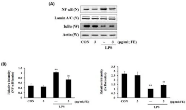 Fig.  5.  Effects  on  the  expression  of  I κ B α   and  NF- κ B  by  FE.