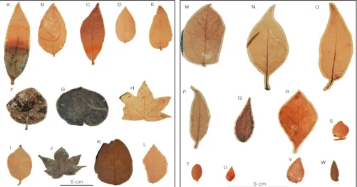 Fig. 4. The fossil leaves sampled from the Geumgwangdong Formation and classified as a morphotype feature.