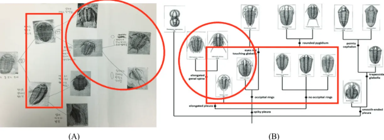Fig. 14. Comparison of group E(A) with scientists(B) in relation to phylogenetic tree