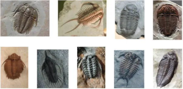 Fig. 1. Classification task(trilobites)