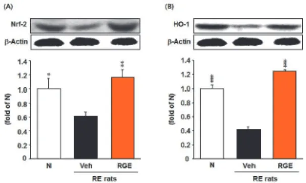 Fig.  4.  Expression  of  anti-oxidant  enzyme  in  Esophagus.  Anti- Anti-Oxidant  enzyme  nuclear  factor-erythroid  2-related  factor  2  (Nrf2);(A),  and  heme  oxygenase-1  (HO-1);(B)  expression  levels  in  the  esophagus