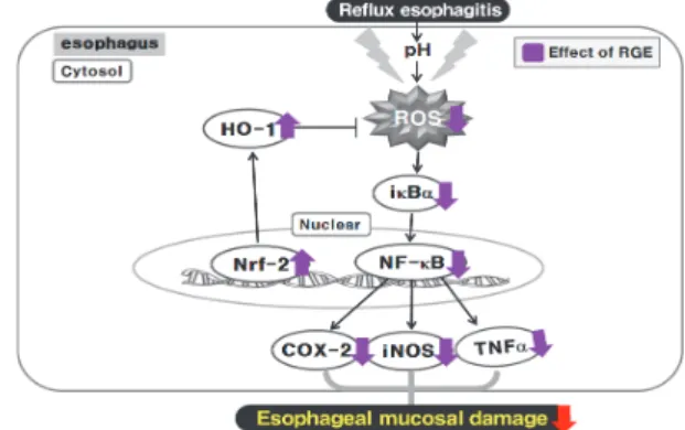 Fig.  7.  Possible  mechanism  of  RGE  in  the  Reflux  esophagitis  of  rats. 결  론 역류성  식도염을  유발시킨  흰쥐에  대황과  감초의  복합  추 출물의  투여가  항산화  효과를  통한  항  염증작용  및  식도  조직 의  손상  억제에  미치는  효과를  알아본  결과  다음과  같은  결론 을  얻었다