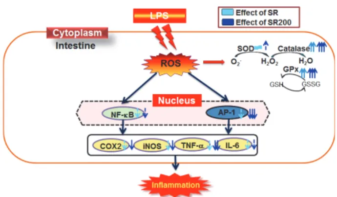 Fig.  5.  Possible  mechanism  for  the  effects  of  SR  and  SR200  on  inteswtinal  damage