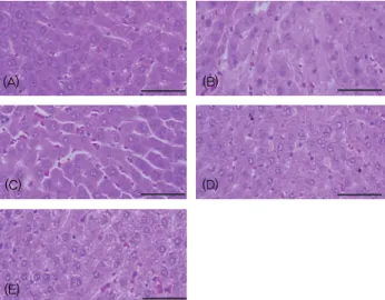 Fig.  6.  Representative  histopathological  profiles  of  the  liver  in  the  intact  control  (A),  PTU  control  (B),  LT 4   (C),  MF  extracts  300  (D)  and  150  (E)  mg/kg  treated  rats