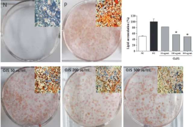 Fig.  4.  Effect  of  Ojeok-san  (OJS)  on  the  viability  of  3T3-L1  cells. 