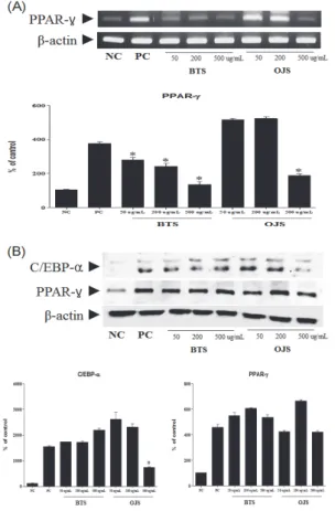 Fig.  7.  Effect  of  Ojeok-san  (OJS)  on  the  phosphorylation  of  AMPK  in  3T3-L1  adipocytes