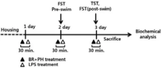 Fig.  1.  Experimental  Procedure  for  LPS  treatment