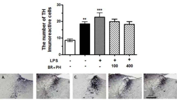 Fig.  8.  The  Effect  of  BR + PH  on  TH  expression  in  the  LC  of  LPS -induced  depressive  rats