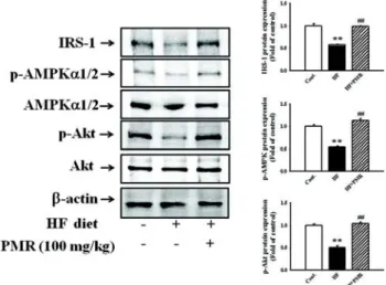Fig.  5.  Representative  microscopic  photographs  of  H&amp;E  stained  section  of  the  epididymal  fat  pads  in  HF  diet  rats