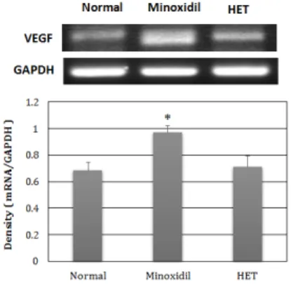 Fig.  6.  Effect  of  HET  on  VEGF  protein  expression  in  alopecia  model  of  C57BL/6  mice