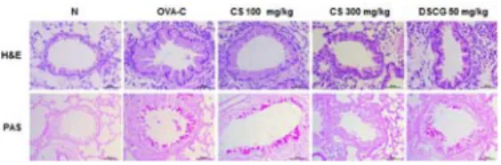 Fig  5.  Effect  of  CS  extract  on  the  histopathological  change  in  lung  tissues  of  OVA-induced  asthma  mice