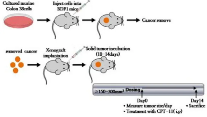 Fig.  1.  Execution  process  of  xenograft  animal  model. 