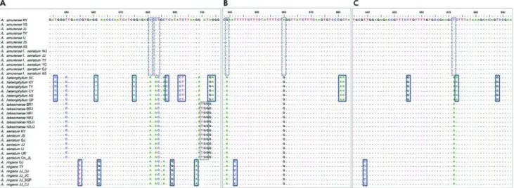 Fig.  1.  Screening  of  marker  nucleotides  from  comparative  analysis  of  DNA  barcodes
