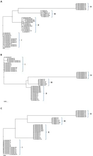 Fig.  2.  Phylogenetic  tree  of  six  Arisaema   species  based  on  DNA  barcode  sequences  using  UPGMA  analysis  in  CLC  main  workbench  ver