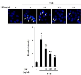 Fig.  4.  The  effects  of  LJF  on  the  UVB-induced  DNA  fragmentation  in  human  keratinocyte  HaCaT  cells