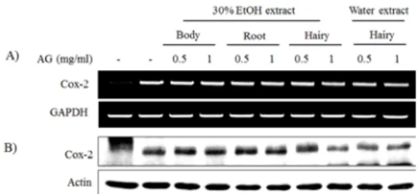 Fig.  6.  Effects  of  different  parts  of  Angelica  gigas   on  LPS-induced  Cox-2  expression  in  BV2  cells
