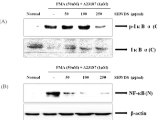 Fig.  6.  Effect  of  SHWDS  on  activation  of  NF-кB  in  PMA  (50nM)  +A23187  (1  µM)-stimulated  HMC-1  cells.