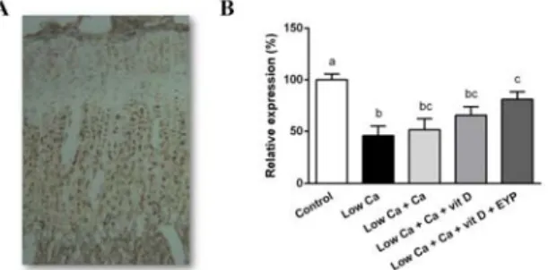 Fig  5.  Effects  of  EYP  on  IGF-I  expressions  in  low  calcium  diet  fed  adolescent  rats