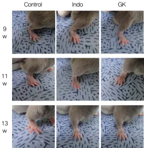 Fig.  3.  Comparison  of  Rheumatoid  Arthritis  manifestation  in  DBA/1  mice  between  control  and  experimental  group.