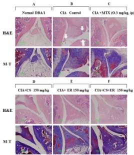 Fig.  1.  Suppressive  effect  of  CS,  ER  and  their  combination  on  arthritis  index  of  paw  joint  in  CIA  mice