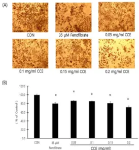 Fig.  4.  Effects  of  CCE  on  AMPK  and  ACC  phosphorylations  in  3T3-L1  cells.  3T3-L1  cells  were  treated  with  0.2  mg/ml  of  CCE  every  other  day  for  6  days