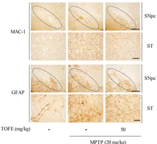 Fig.  4.  Protective  effect  of  TOFE  on  MPTP-induced  dopaminergic  neuronal  damage  in  a  mouse  Parkinson's  disease  model