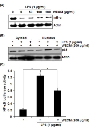 Fig.  4.  Effect  of  the  extracts  from  C.  morifolium   on  NF-κB  activation  in  LPS-stimulated  RAW264.7  cells