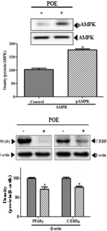 Fig.  4.  Effects  of  POE  on  C/EBPα,  PPARγ and  phosphorylation  of  AMPK  protein  expressions  in  3T3-L1  cells  treated  with/without  0.2  mg/ml  of  POE