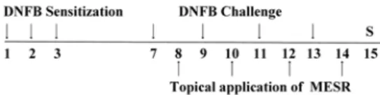 Fig.  1.  experimental  design.  The  experimental  groups,  except  the  Naive  group,  were  sensitized  by  painting  DNFB  on  days  1,  2  and  3