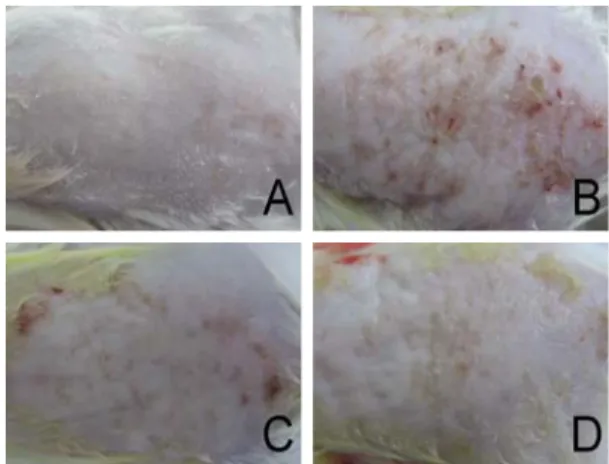 Fig.  3.  Effects  of  MESR  on  histopathological  changes  in  CD  mice. 