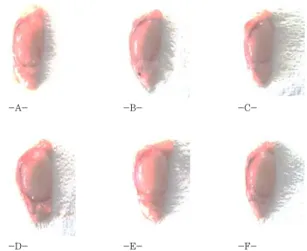 Fig.  3.  Representative  thyroid  gland  gross  images,  taken  from  intact  or  PTU-treated  rats