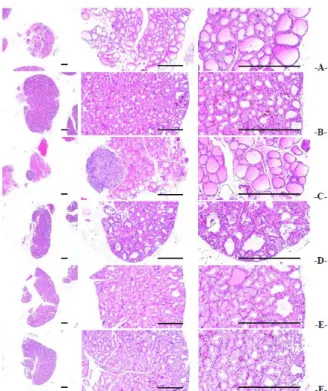 Fig.  6.  Representative  testis  histological  images,  taken  from  intact  or  PTU-treated  rats