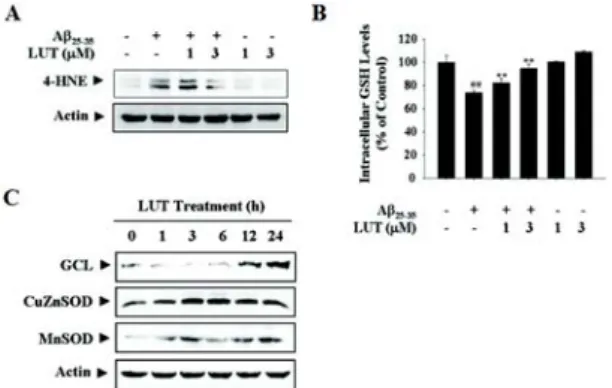 Fig.  5  Protective  effect  and  molecular  mechanism  of  LUT  against  Aβ 25-35 –induced  oxidative  damages  A