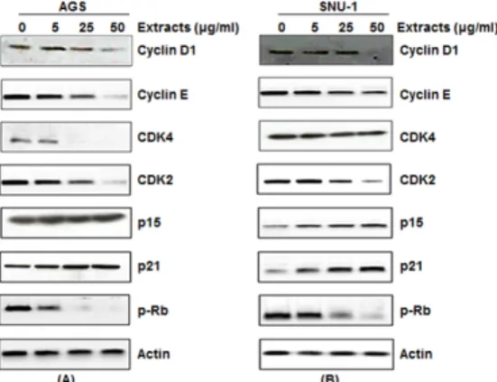 Fig.  4.  Effect  of  H.  cordata   on  the  expression  of  cell  cycle  regulatory  proteins