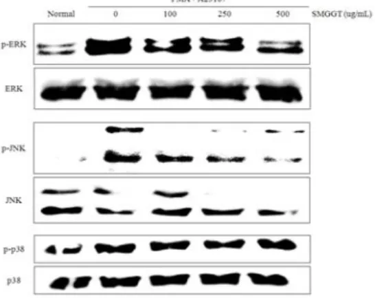 Figure  4.  Effect  of  SMGGT  on  the  phosphorylation  (P-)  of  MAPKs  in  PMA + A23187 -stimulated  HMC-1  cells