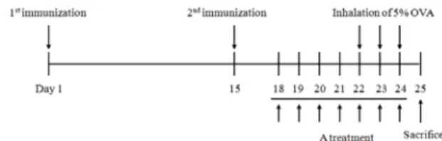 Fig.  1.  The  experimental  protocol  of  asthma