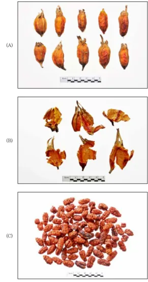 Fig.  1.  Shapes  of  material,  Gardeniae  Fructus.