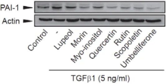 Figure  5.  Effect  of  active  compounds  in  MFE  on  the  TGFβ 1-mediated  PAI-1  expression.