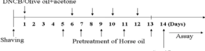 Figure  1.  Experimental  Design