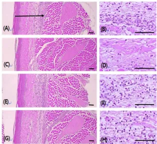 Fig.  10.  Changes  on  histological  profiles  of  the  ventrum   pedis  skins.