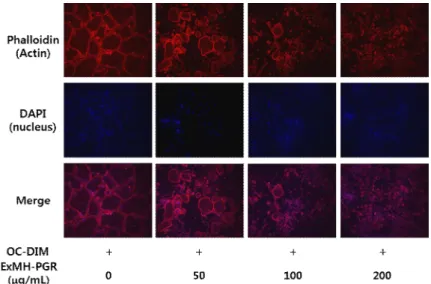 Fig. 6. Effect of ExMH-PGR on actin ring formation in RAW 264.7 cells.