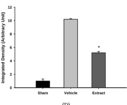 Fig.  3.  Involvement  of  apoptosis  in  the  attenuation  of  tubule  damage  by  extract.