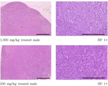 Fig.  3.  Representative  histopathological  changes  detected  on  the  submandibular  lymph  node  after  single  oral  treatment  of  PS  aqueous  extracts