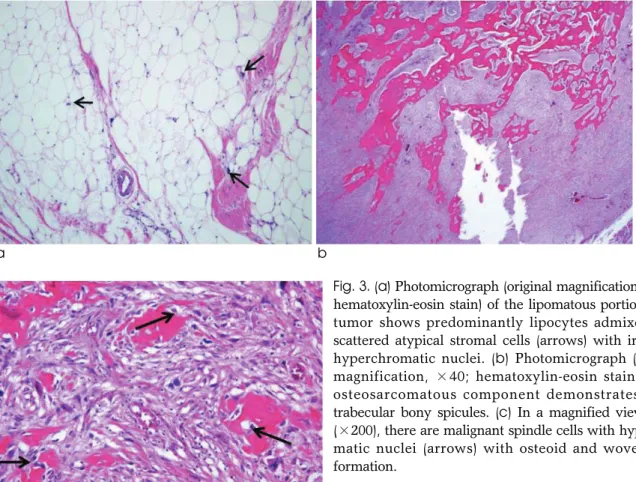 Fig. 3. (a) Photomicrograph (original magnification, ×100;