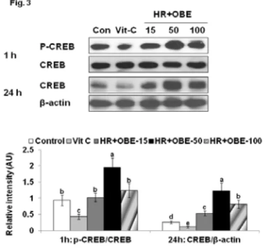 Figure  2.  Effect  of  modified  Goagium  herbal  remedies  (HR)  on  melanogenesis  in  B16F10  melanoma  cells
