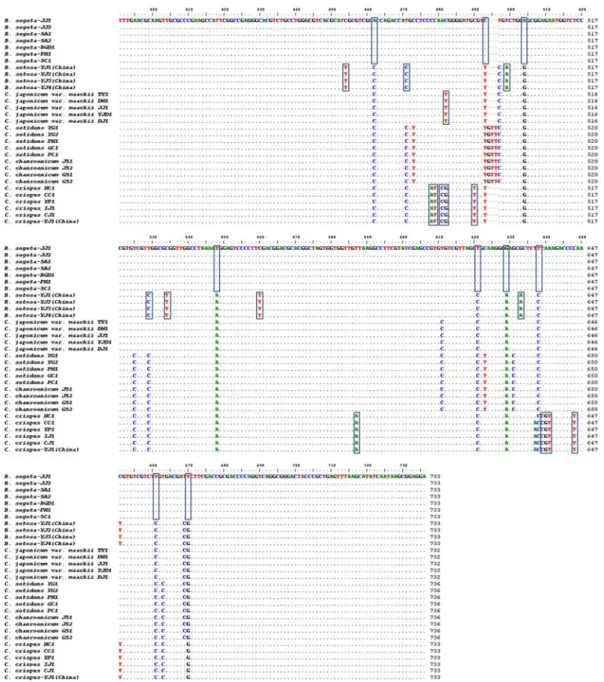 Figure  2.  Comparison  of  rDNA-ITS   sequences  of  B.  segeta,  B.  setosa,  C.  japonicum   var